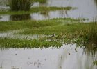 Kleine strandloper  (juveniel) (Little stint) (Calidris minuta) - Ogii Nuur 14-08-2016 (2)